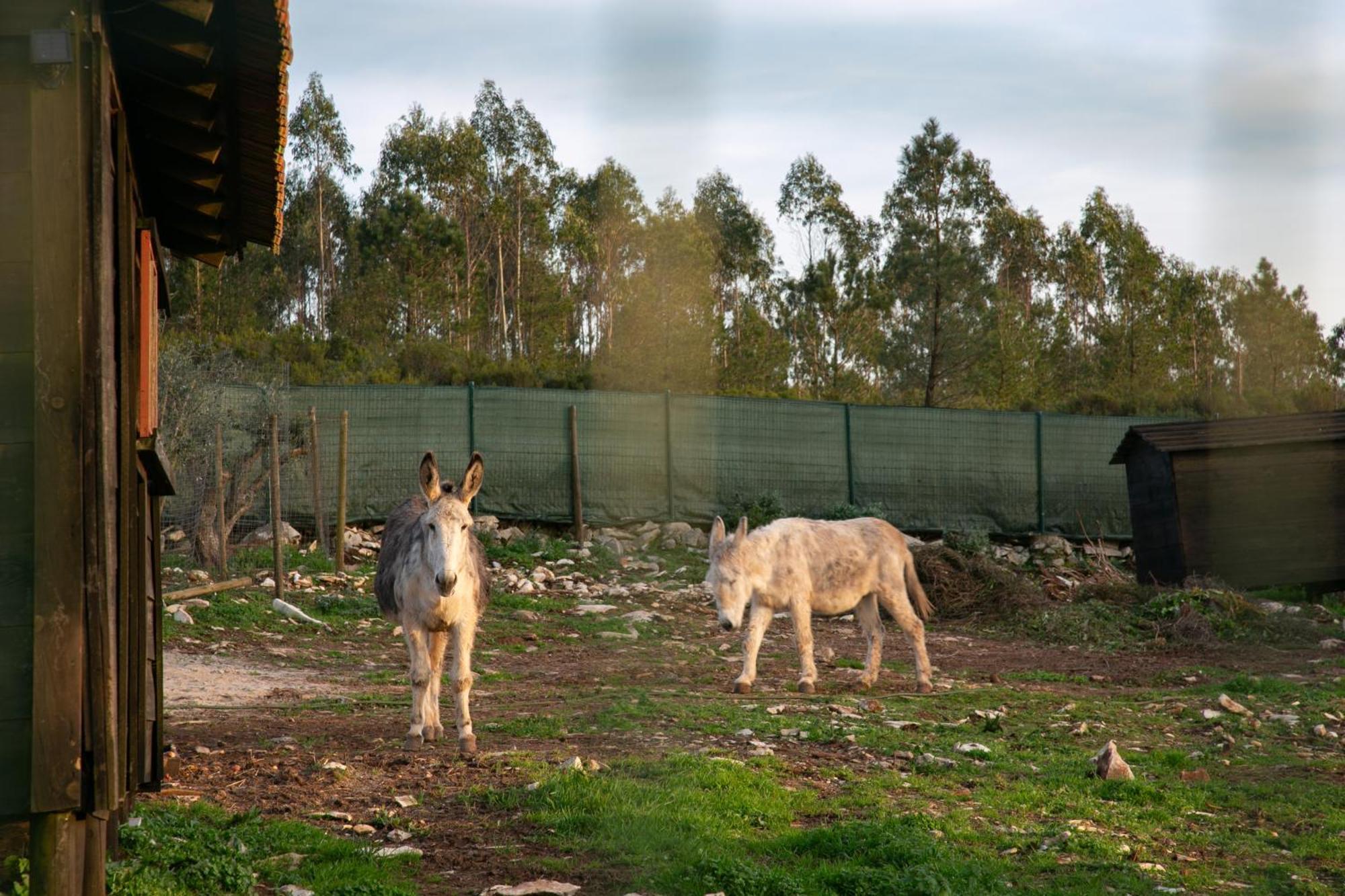 לינה וארוחת בוקר Turquel Casas Da Gralha מראה חיצוני תמונה